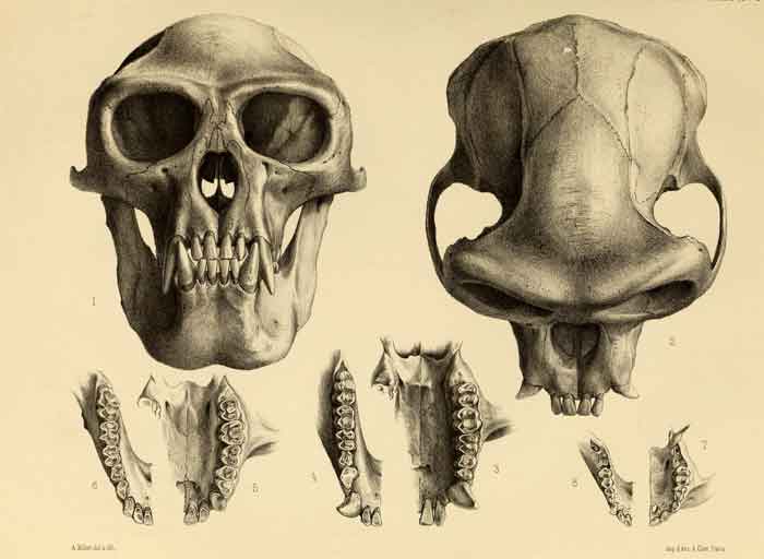 Rhinopithecus bieti