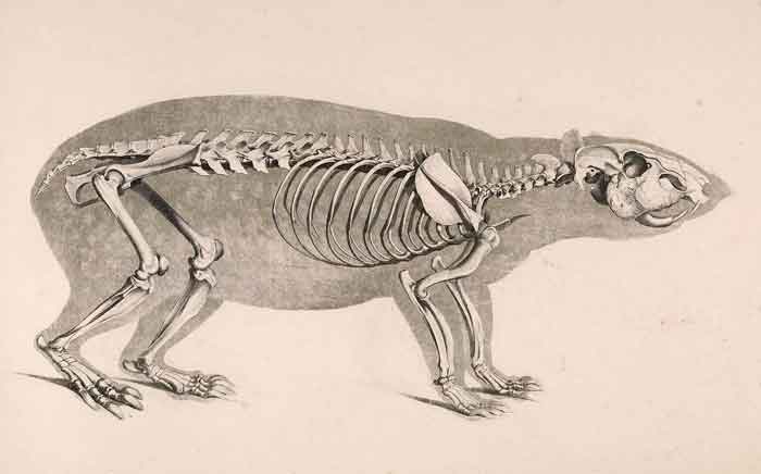 Cuniculus paca