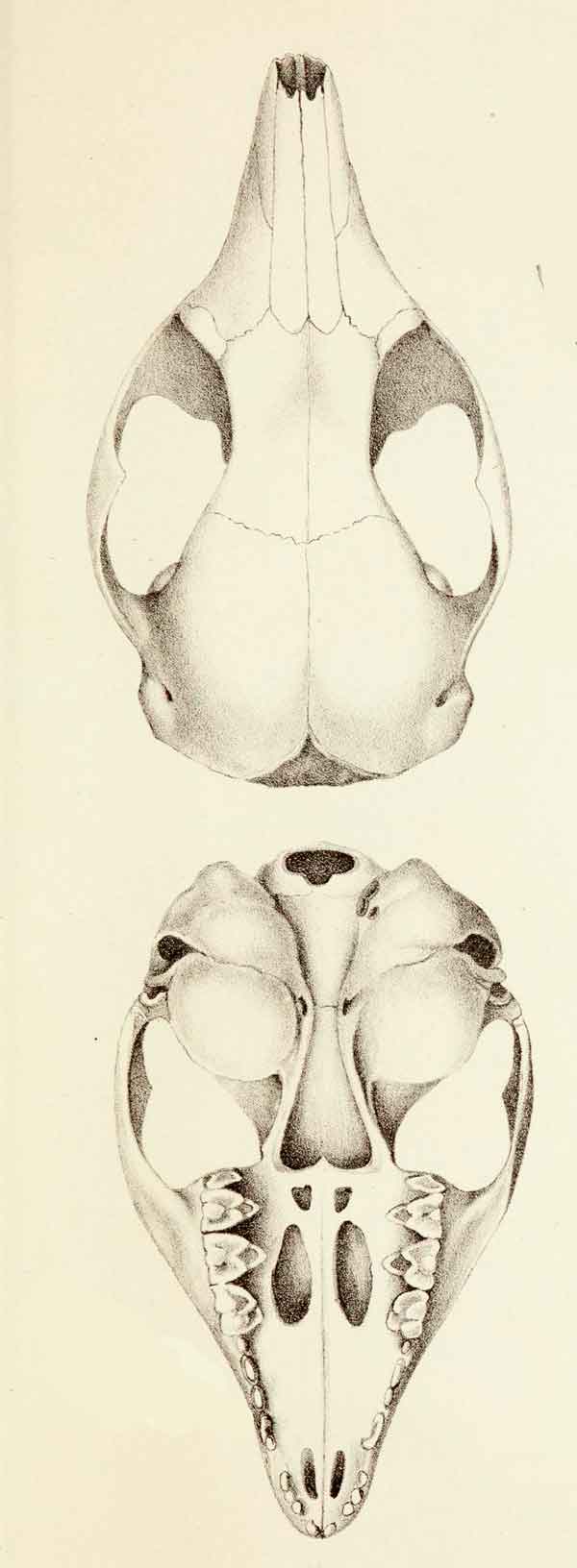 Dasyuroides byrnei