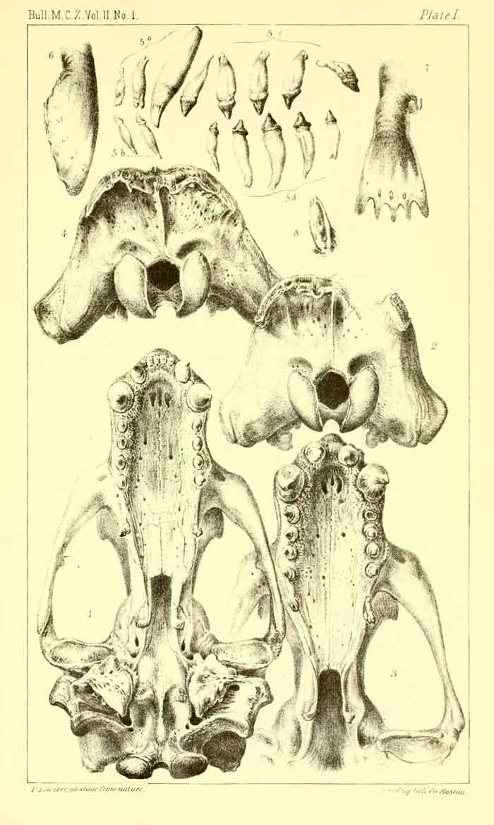 Eumetopias jubatus