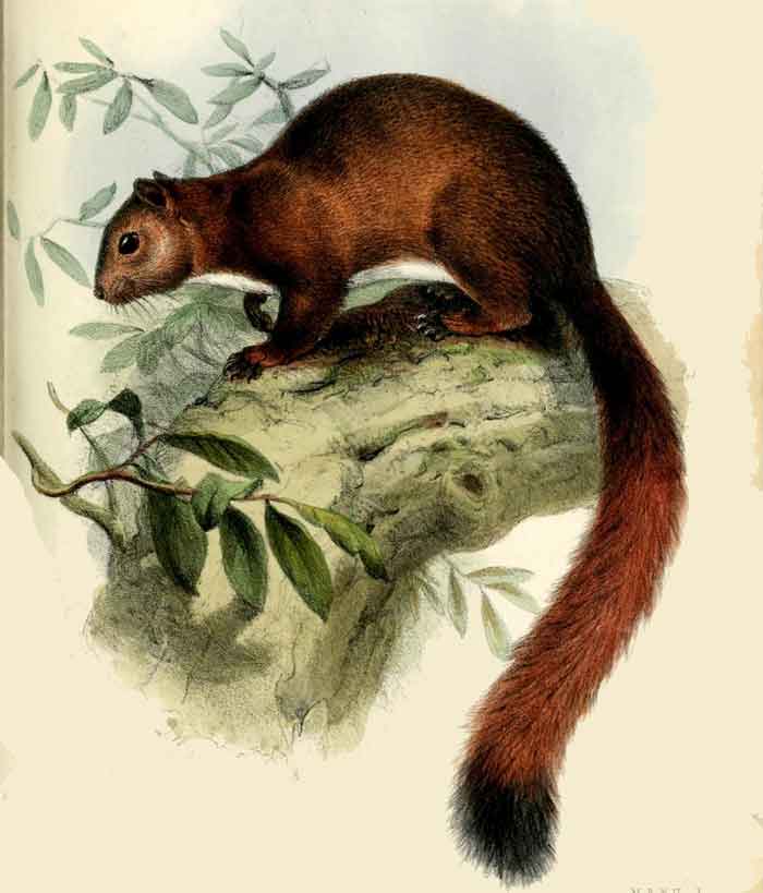 Sciurus granatensis gerrardi