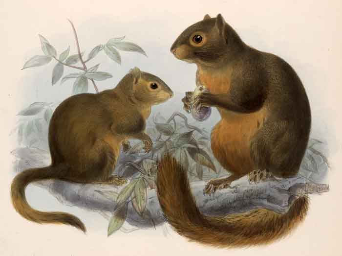 Sciurus pucheranii