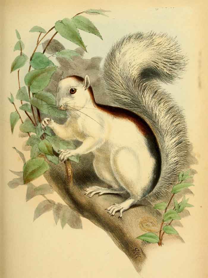 Sciurus variegatoides dorsalis