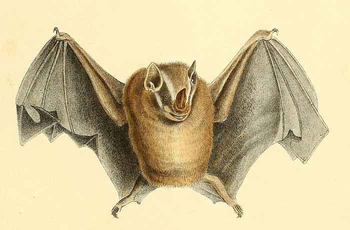 Vampyressa pusilla