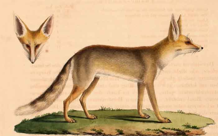 Vulpes rueppellii