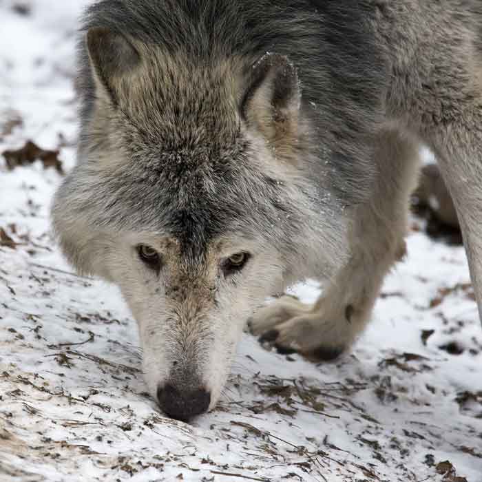 Loup de l'Est (Canis lycaon)