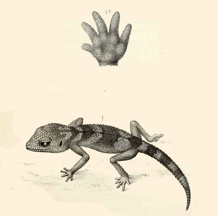 Chondrodactylus angulifer