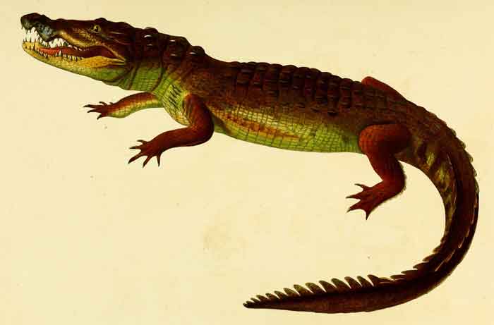 Crocodylus moreletii