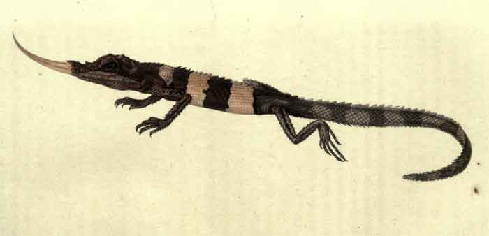 Harpesaurus tricinctus