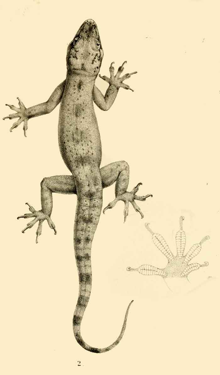 Hemidactylus forbesii