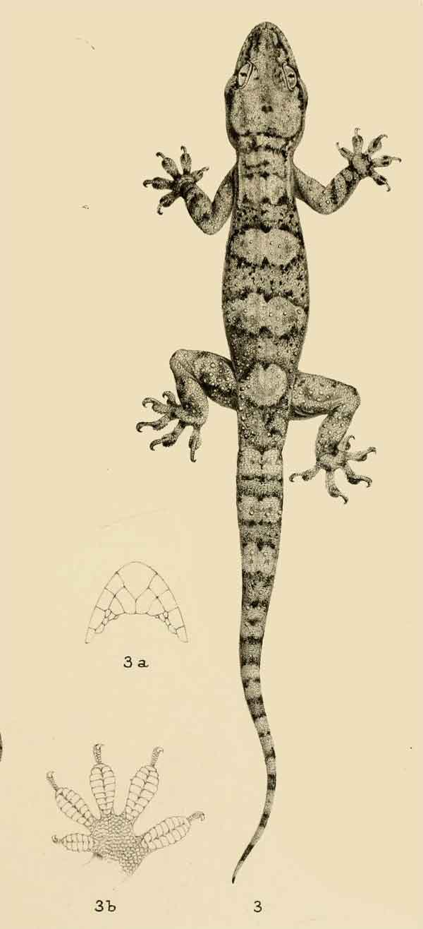 Hemidactylus granti