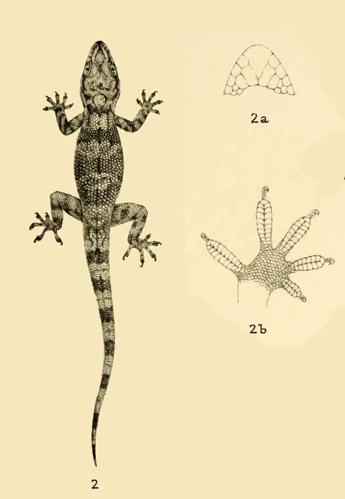 Hemidactylus oxyrhinus