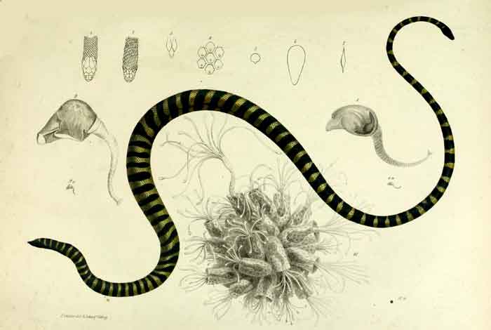 Hydrophis gracilis