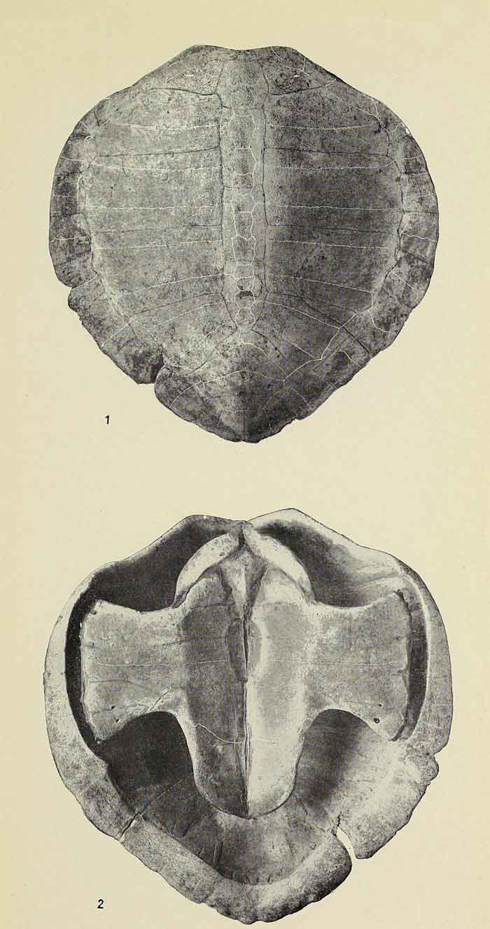 Lepidochelys kempii 