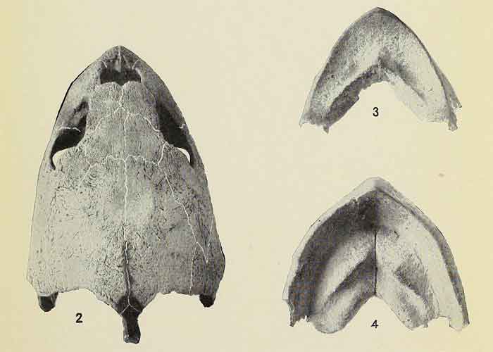 Lepidochelys kempii 