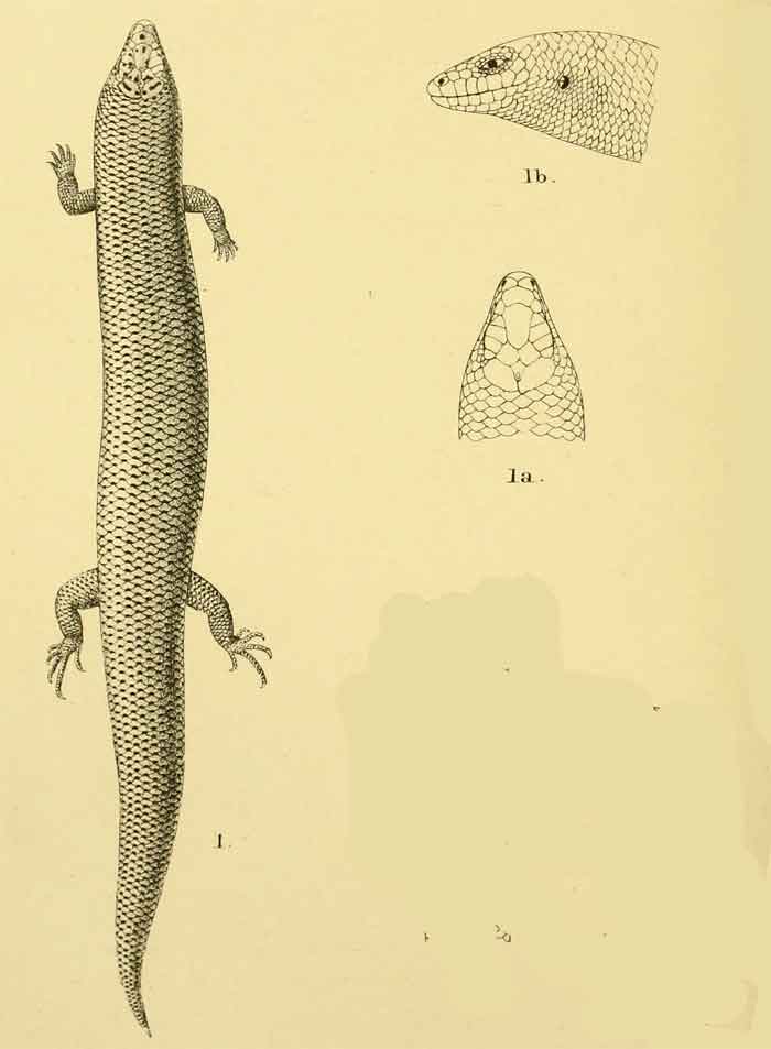 Lygosoma koratense