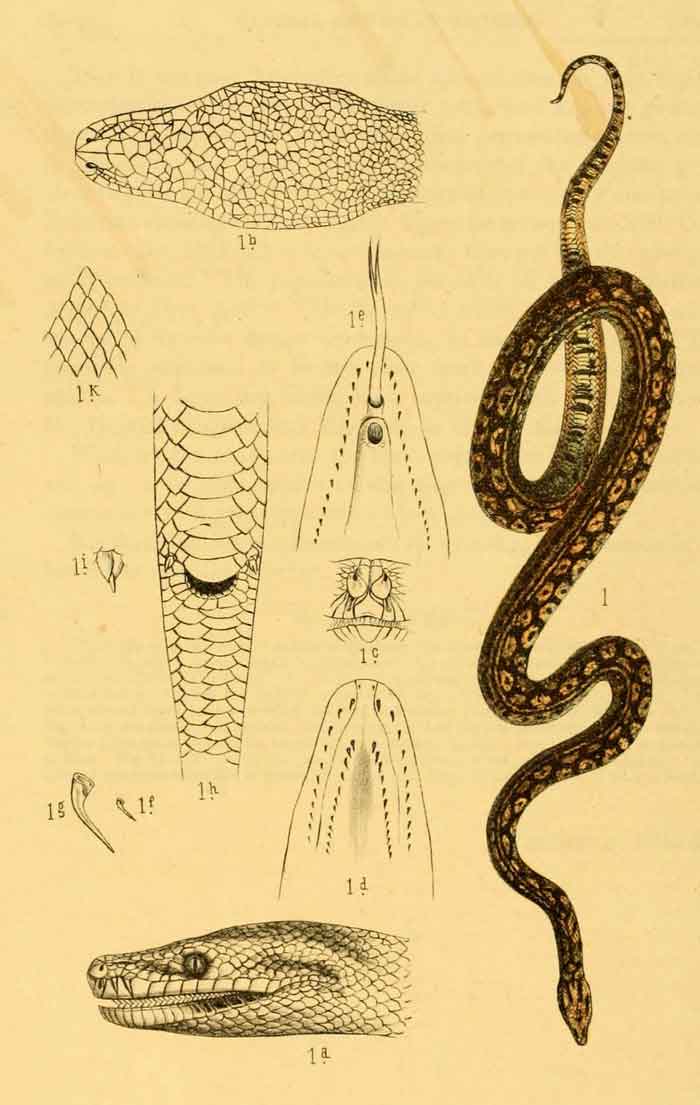 Morelia spilota 