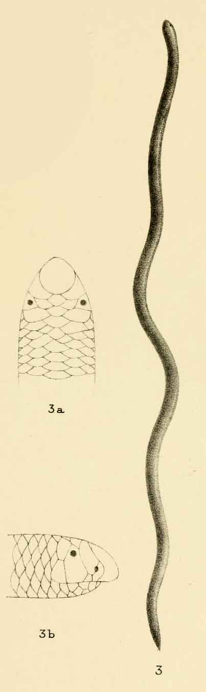 Myriopholis macrura