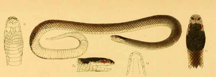 Suta flagellum