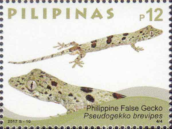 Pseudogekko brevipes