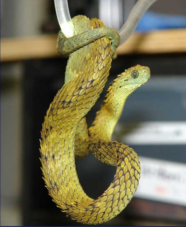 Discovery - “The venomous Hairy Bush Viper (Atheris hispida) flicks his  tongue to pick up a scent. This dragon like viper is well known for its  unusually keeled dorsal scales, giving it