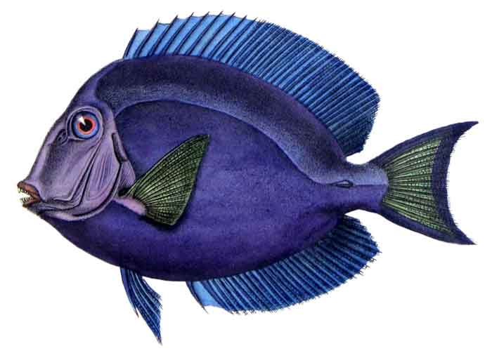 Acanthurus coeruleus