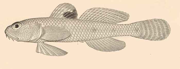 Amblychaeturichthys sciistius 