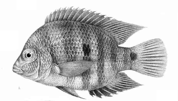 Astatheros macracanthus