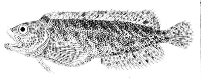 Auchenionchus variolosus