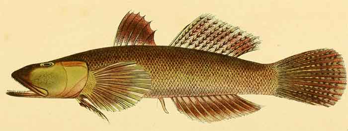 Awaous macrorhynchus