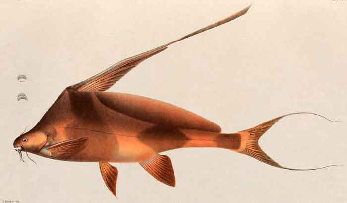 Bagrichthys hypselopterus