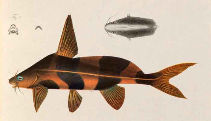 Bagrichthys macracanthus