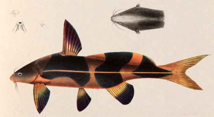 Bagrichthys macropterus