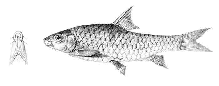 Barbus hexastichus