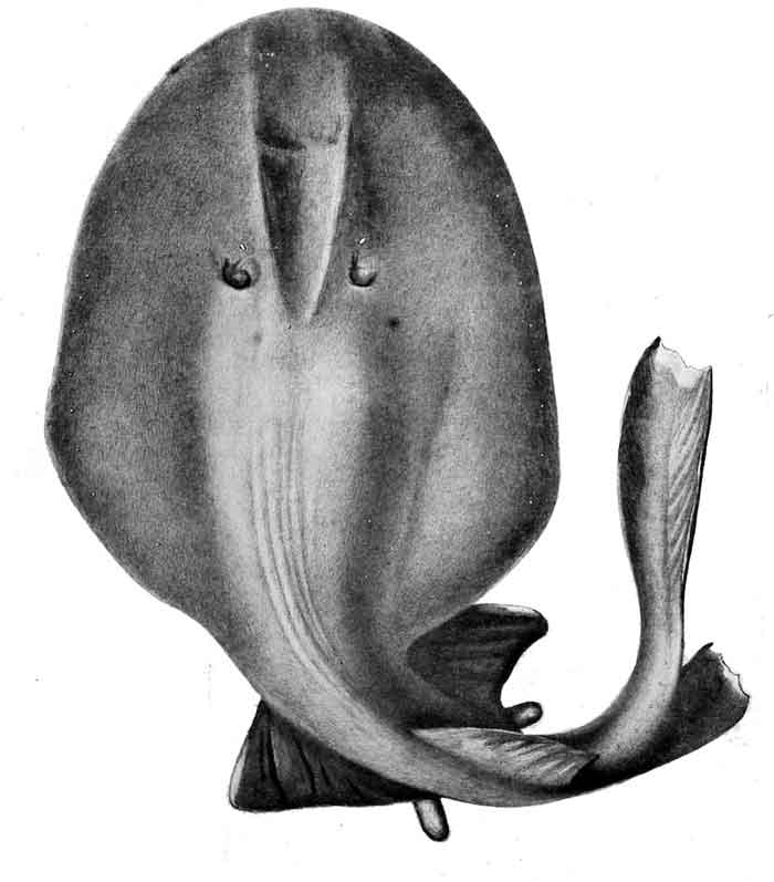 Benthobatis moresbyi