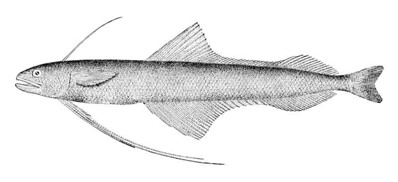 Bregmaceros atlanticus