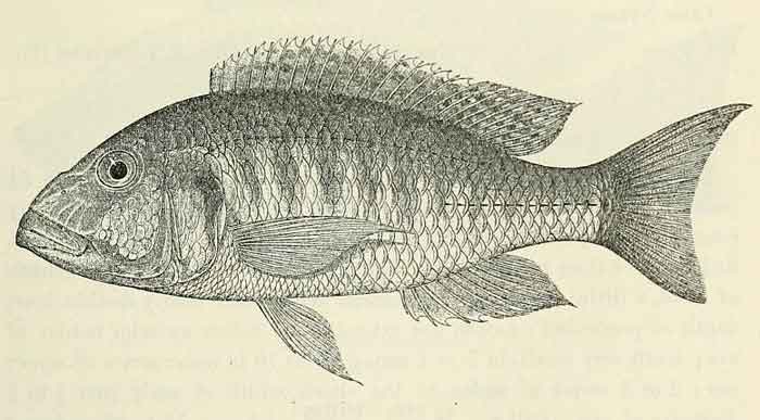 Buccochromis rhoadesii