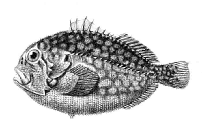 Caracanthus madagascariensis