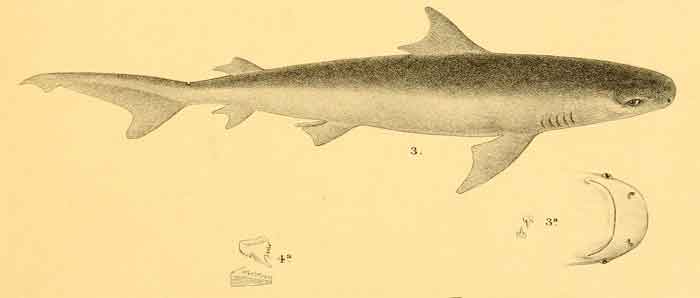 Carcharhinus amboinensis 