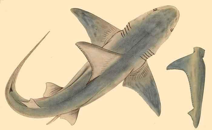 Carcharhinus plumbeus