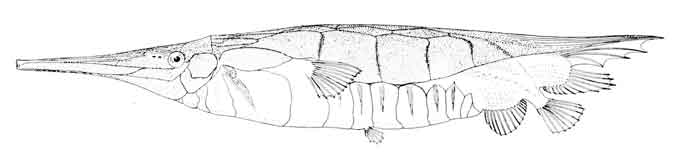 Centriscus cristatus