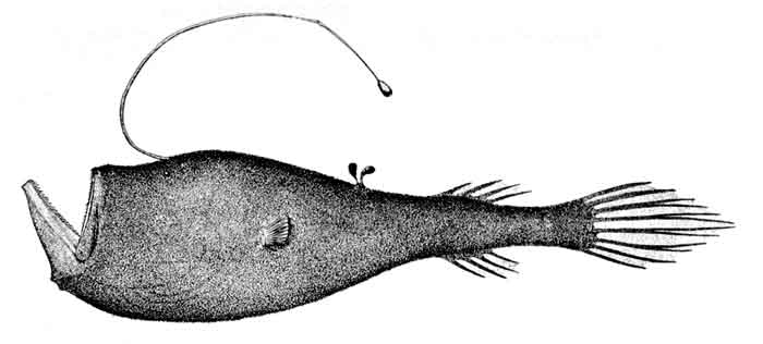 Ceratias uranoscopus