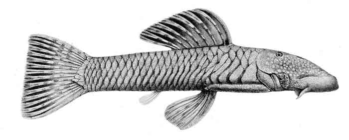 Chaetostoma anomalum