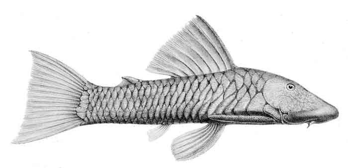 Chaetostoma breve