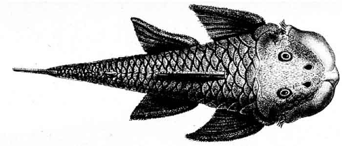 Chaetostoma loborhynchos