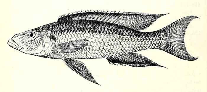 Champsochromis caeruleus