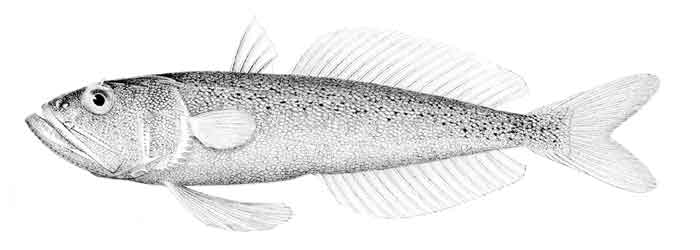 Champsodon fimbriatus 