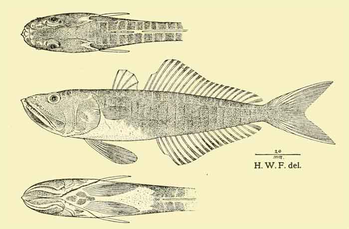 Champsodon nudivittis 