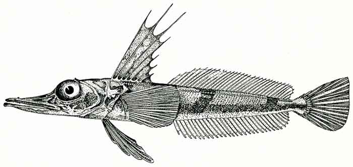 Channichthys irinae