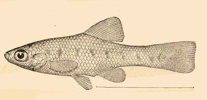 Chapalichthys encaustus